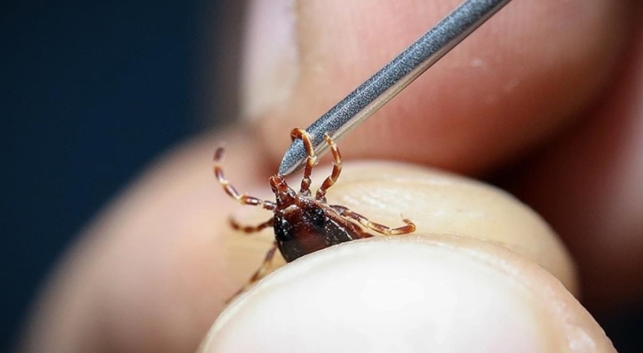 Giresun'da kene can aldı