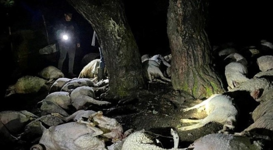 Sürüye yıldırım isabet etti: 76 küçükbaş hayvan telef oldu