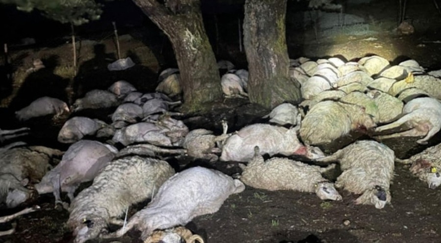 Yağmurdan kaçarken yıldırım vurdu: Çoban yaralı, 76 koyun can verdi