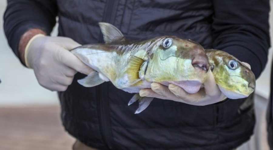 'Balon balığı avcıları' Antalya'da 218 bin lira kazandı