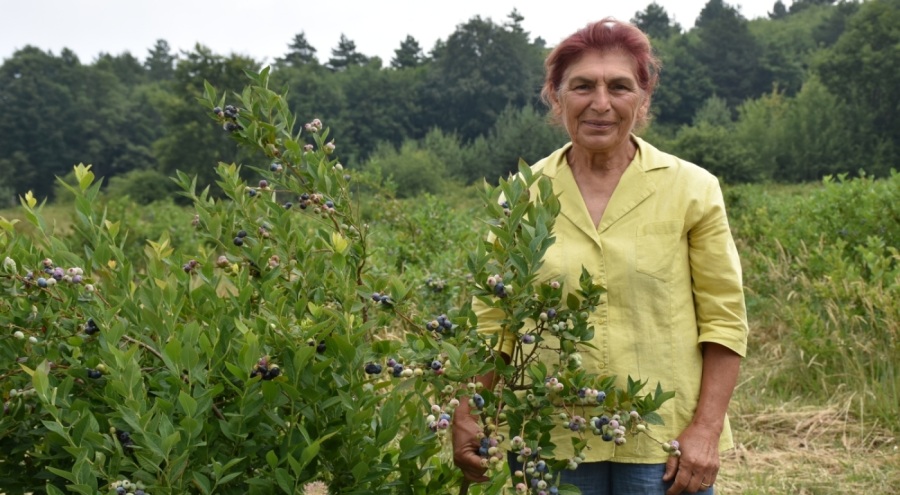 Bursa'da emekli mali müşavir yaban mersini üretimi