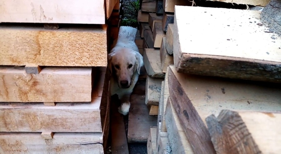 İnegöl'de sıkışan köpek itfaiye ekipleri tarafından kurtarıldı