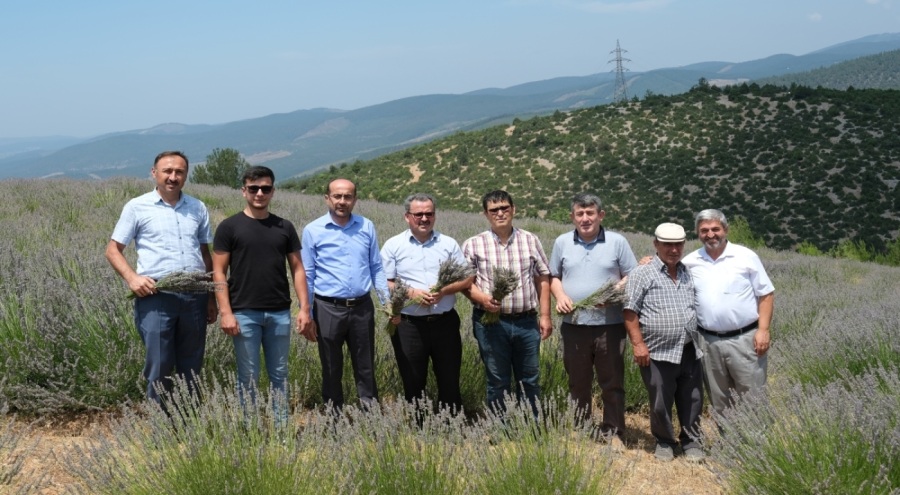 Bursa Orhaneli'nin ilk lavanta bahçesinde hasat başladı