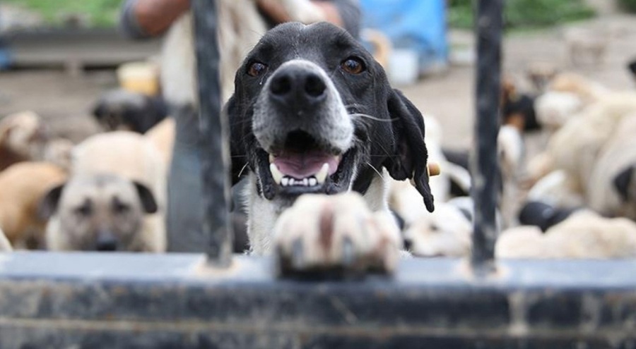 Sokak hayvanları düzenlemesinde sona gelindi!