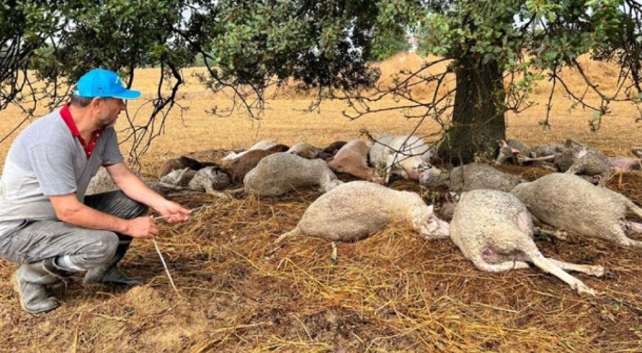 Ağaca yıldırım düşmesi sonucu 29 koyun telef oldu