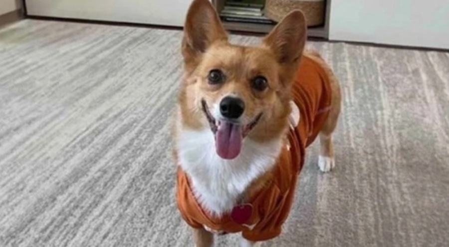 'Kahin Köpek'ten final tahmini!