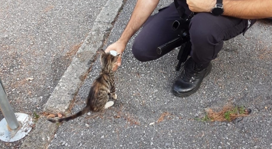 Bursa'da yeni doğan kedi, polis merkezinin maskotu oldu