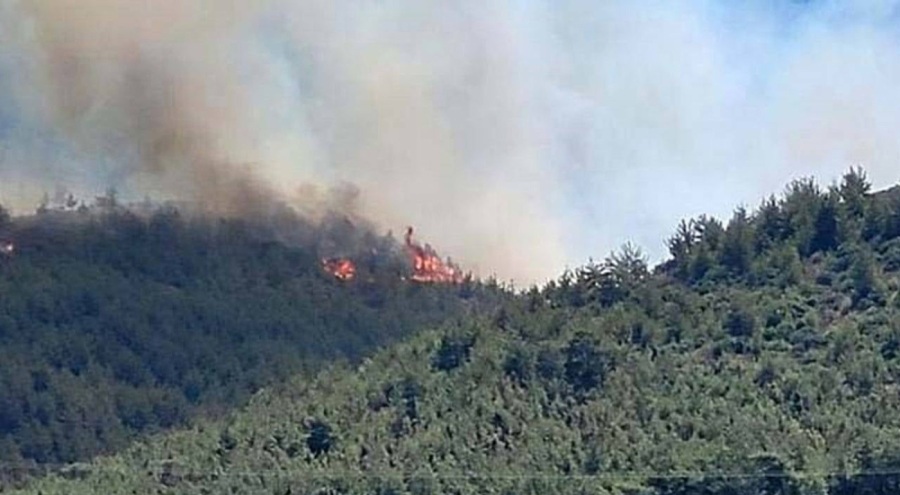 Hatay'da orman yangını