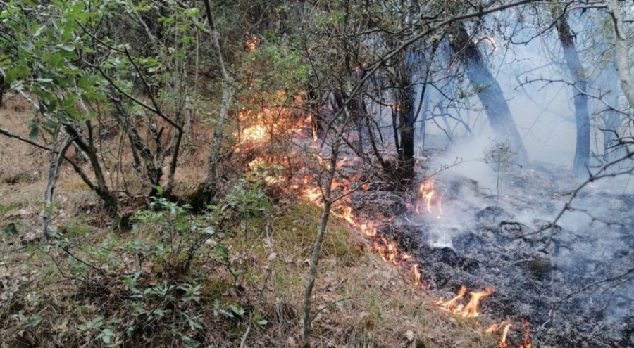 Balıkesir'de ormanlık alanda yangın