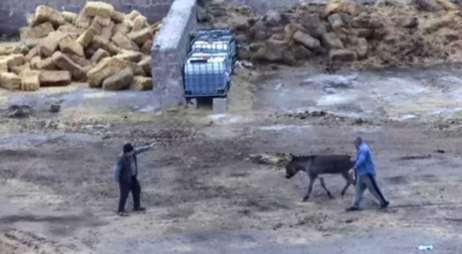 Eşeği bıçakla öldürüp atları zehirleyen iki cani gözaltında