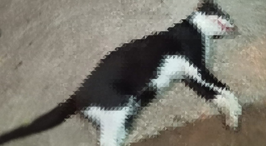 Kediyi pompalı tüfekle öldürdü!