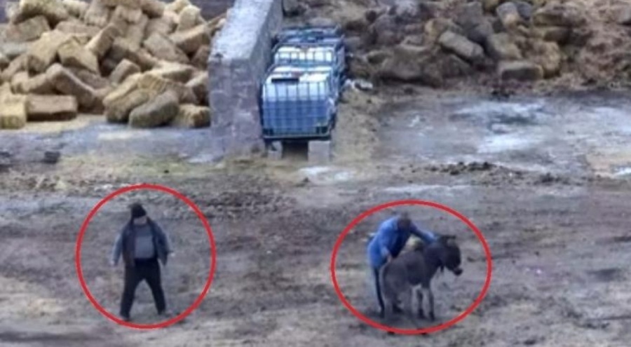 Çiftlikte dehşet! Eski çalıştığı çiftliğe gelip 5 atı zehirledi, 1 eşeği de kesti