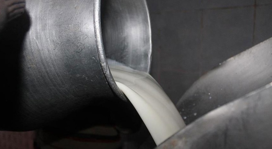 İnek sütü üretiminde tüm zamanların rekoru
