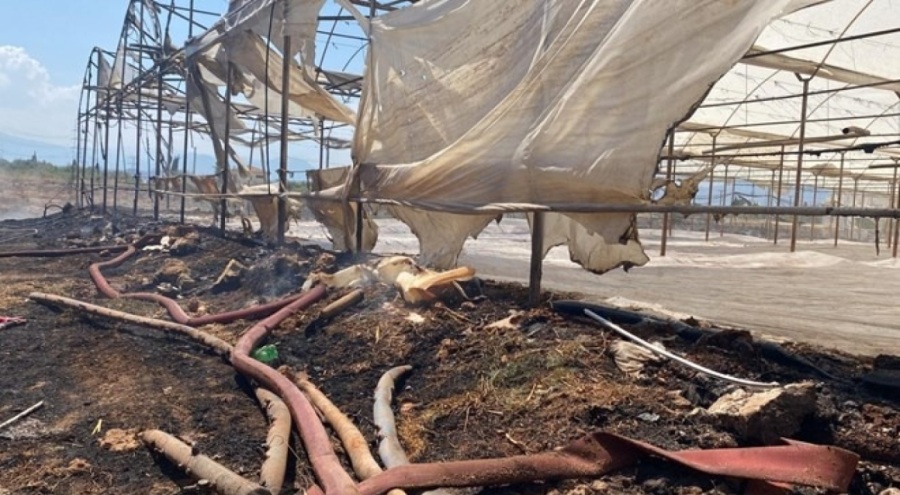 Antalya'da çıkan yangında seralar ve zeytin ağaçları zarar gördü