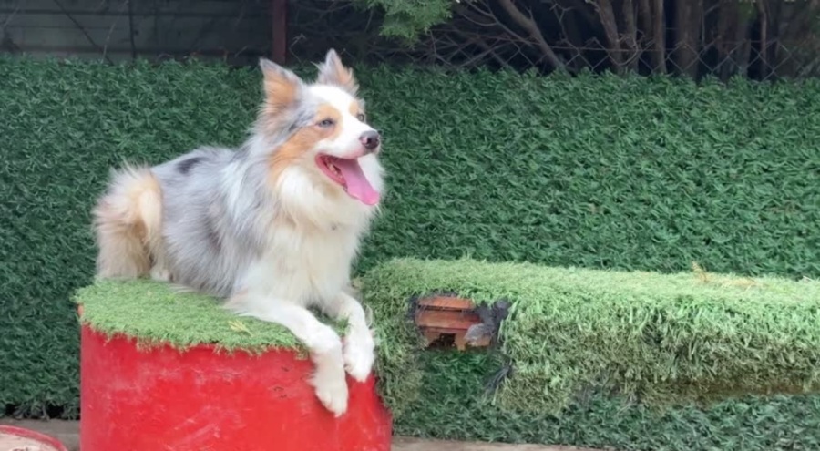 Bursa'da işitme engelli köpek "Modlie" işaret komutlarıyla hareket ediyor! "80 civarında komutu anlıyor"