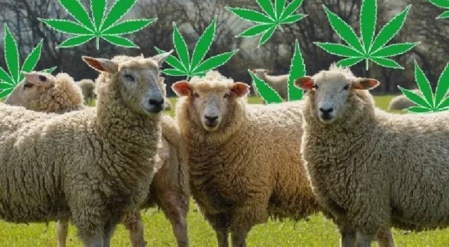 Serada 100 kilo kenevir yiyen koyunlar kendinden geçti