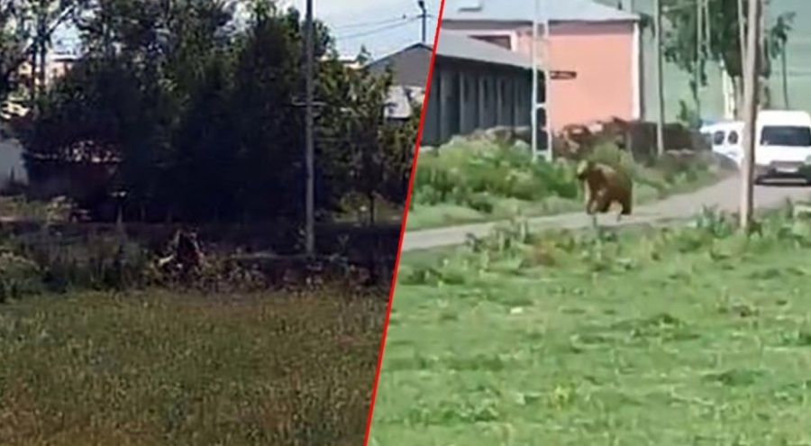 Aç ayı şehre indi! Mahalleyi birbirine kattı