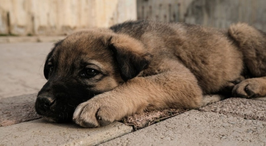 Sokak köpekleri düzenlemesi bugün komisyonda ele alınacak