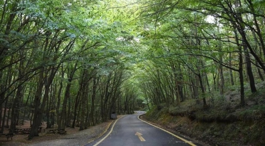 Resmi Gazete'de yayımlandı: 8 ilde bazı alanlar orman sınırı dışına çıkarıldı