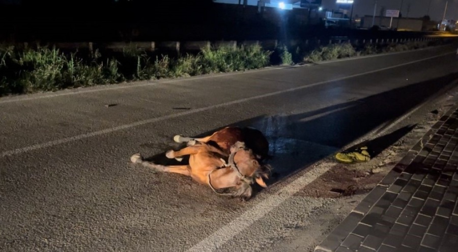 Bursa'da başıboş ata çarpıp kaçtı!
