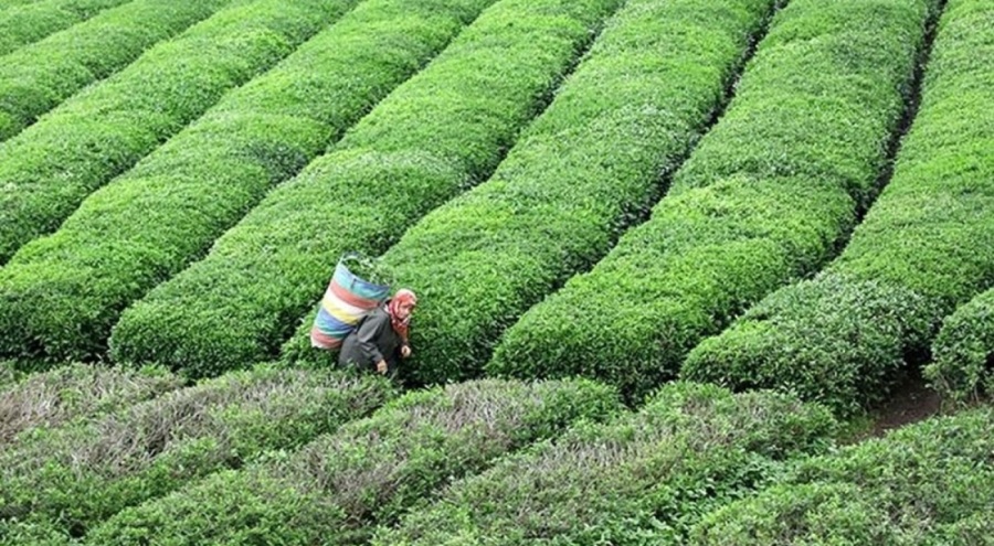 Çay bahçelerine ilişkin yeni karar