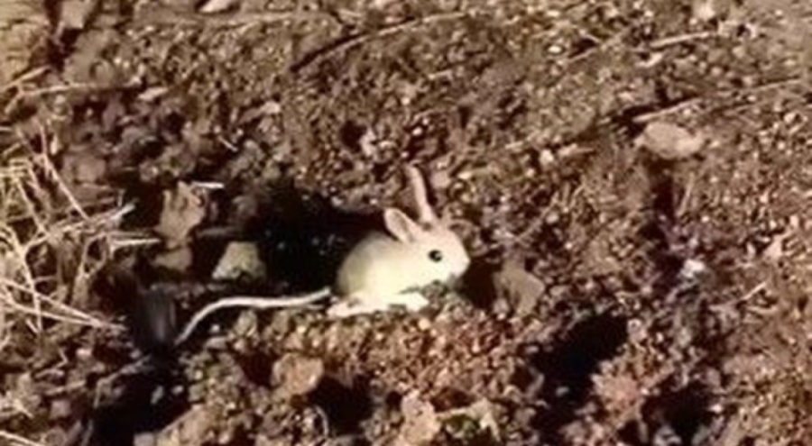 Elazığ'da kırmızı listede yer alan Arap tavşanı görüntülendi