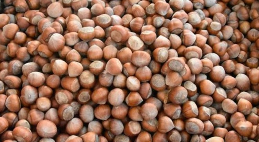 Fındık rekoltesinde yüzde 14 artış bekleniyor