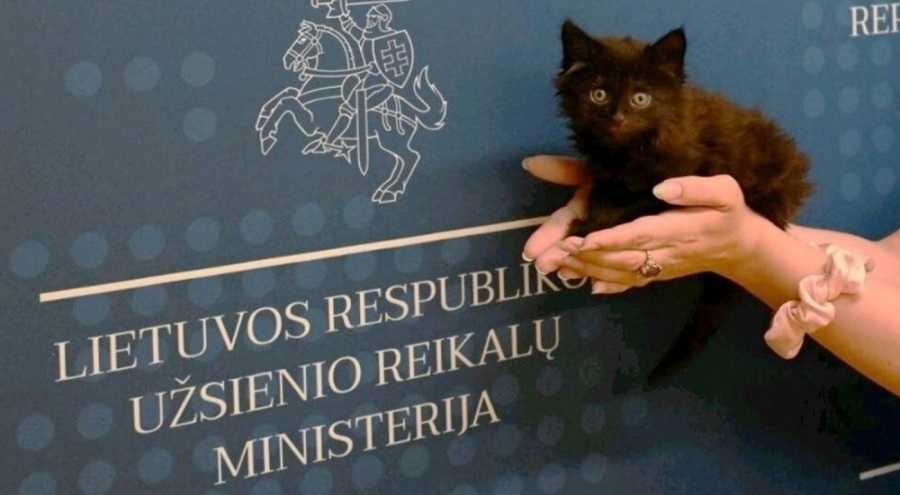 Litvanya Dışişleri Bakanı, kurtarılan yavru kediyi resmi bakanlık kedisi ilan etti!