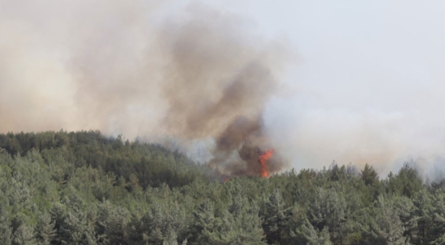 İzmir Buca'da orman yangını