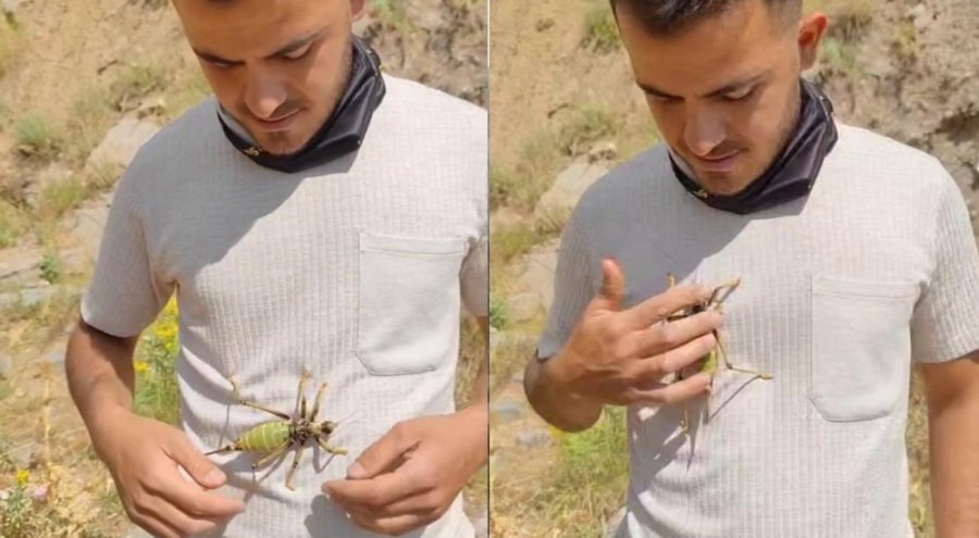 Batman'da vatandaş dev çekirge ile oynadı