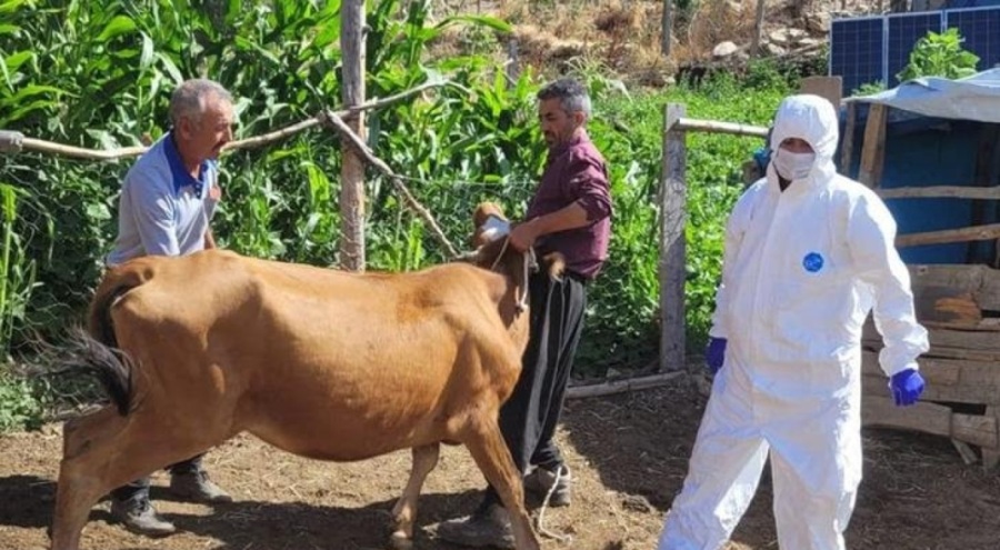 Adana Feke'de şarbon hastalığı görüldü!