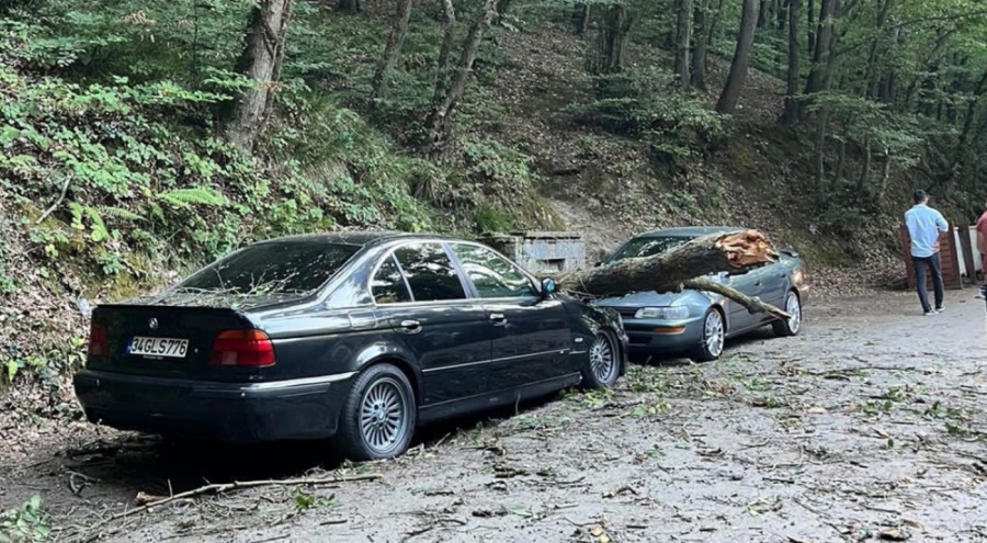 Belgrad Ormanı'nda ağaç araçların üzerine devrildi