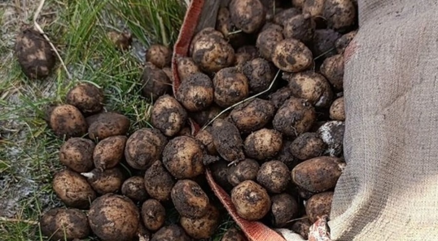 Toplanması yasak olan salep ele geçirildi