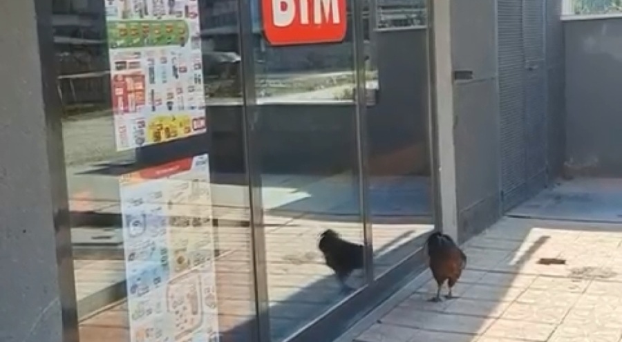 Bursa'da markete giremeyen horoz camları dövdü