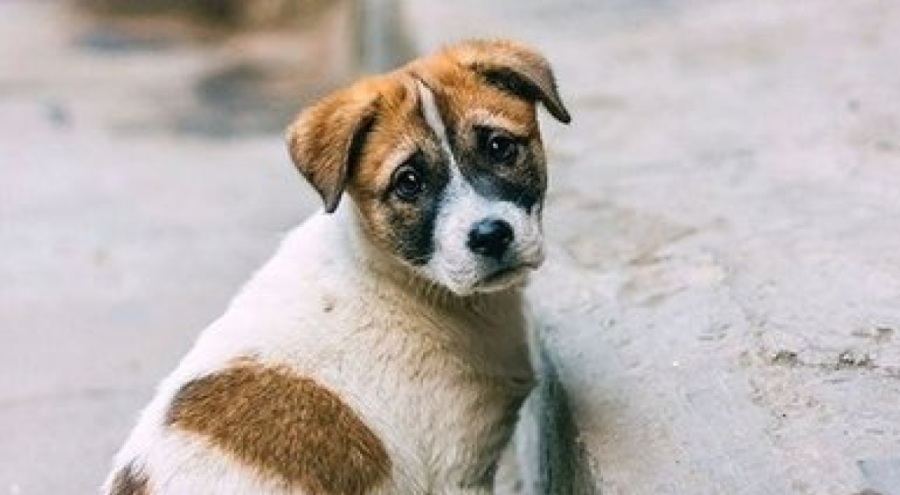 Sahipsiz hayvanlarla ilgili düzenleme komisyondan geçti