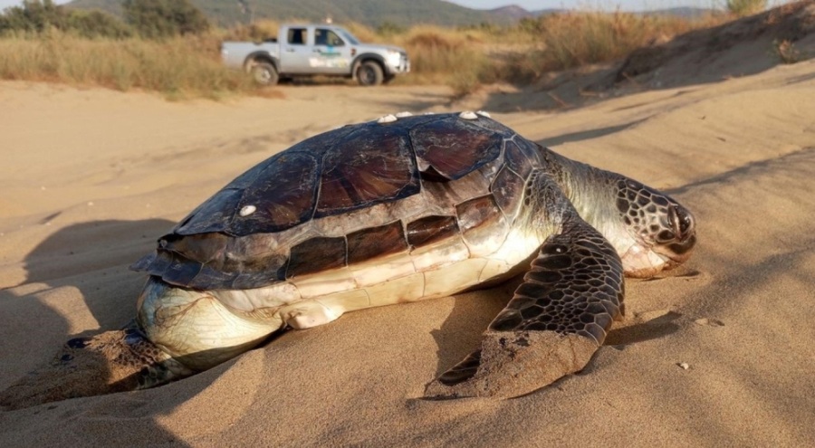 Kuşadası'nda 2 kaplumbağa ölü olarak bulundu