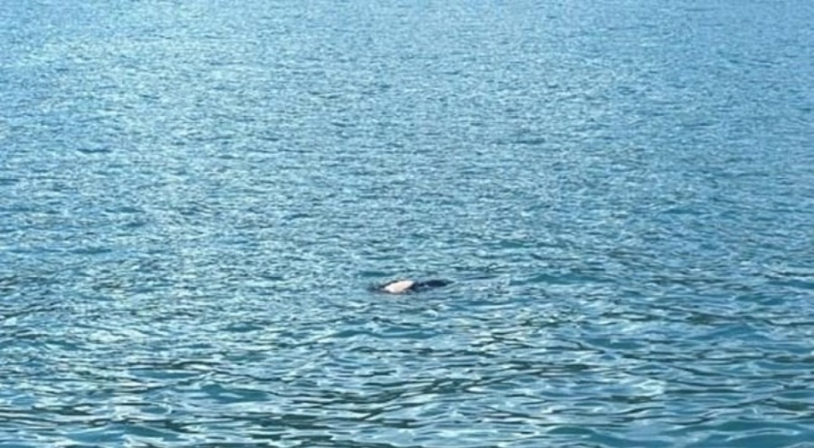 Karadeniz'de dalgıç kıyafetli ceset bulundu