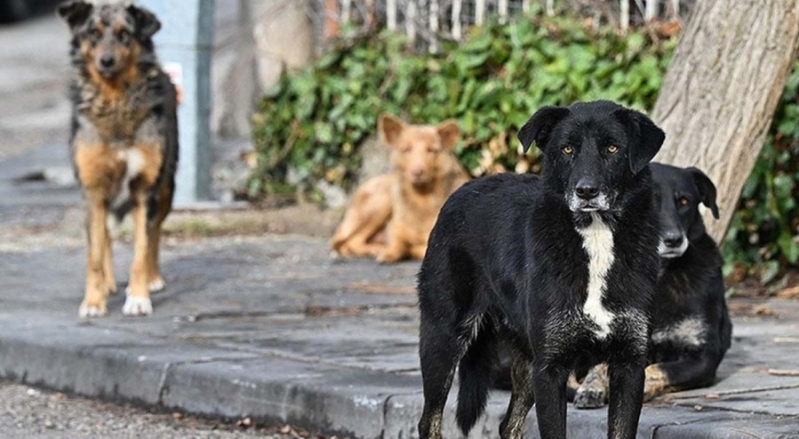 Artvin'de kuduz alarmı: Hayvan giriş-çıkışları yasaklandı!