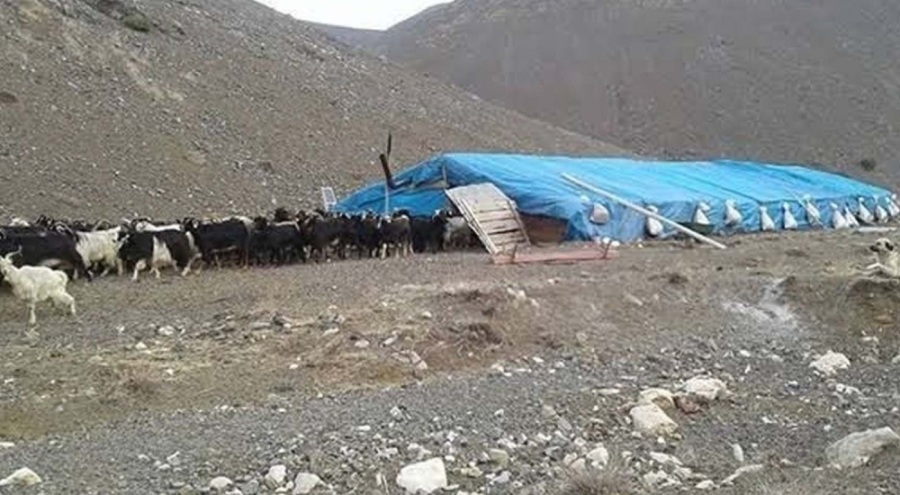 Van'da 'hayvan otlatma' kavgası: 1 ölü, 3 yaralı