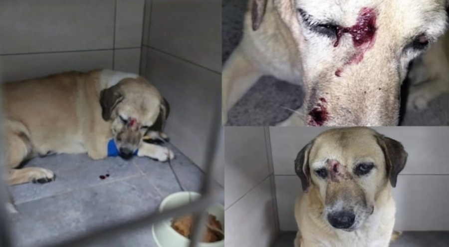 Kör ve yaşlı köpeğe sopalı işkence