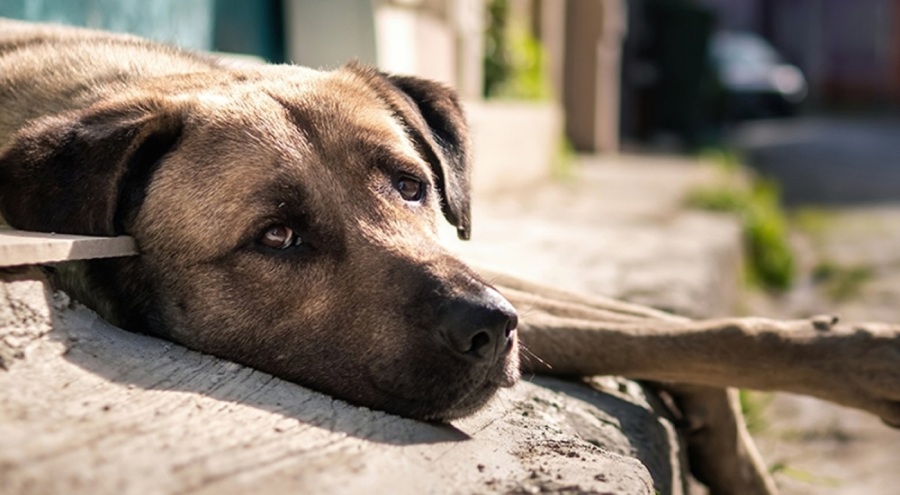 Sokak hayvanları kanununu görüşme tarihi belli oldu: 1 Ağustos'a kadar görüşülecek