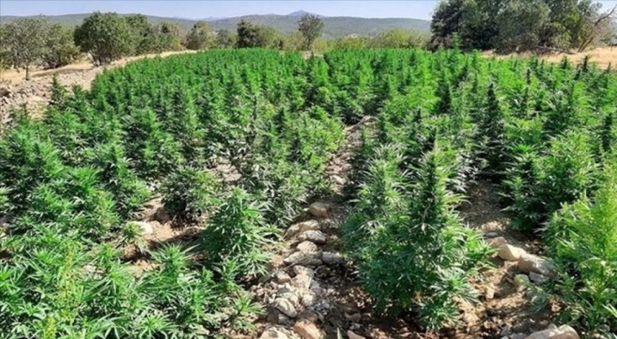 Tarlada 16 bin 500 kök Hint keneviri ele geçirildi