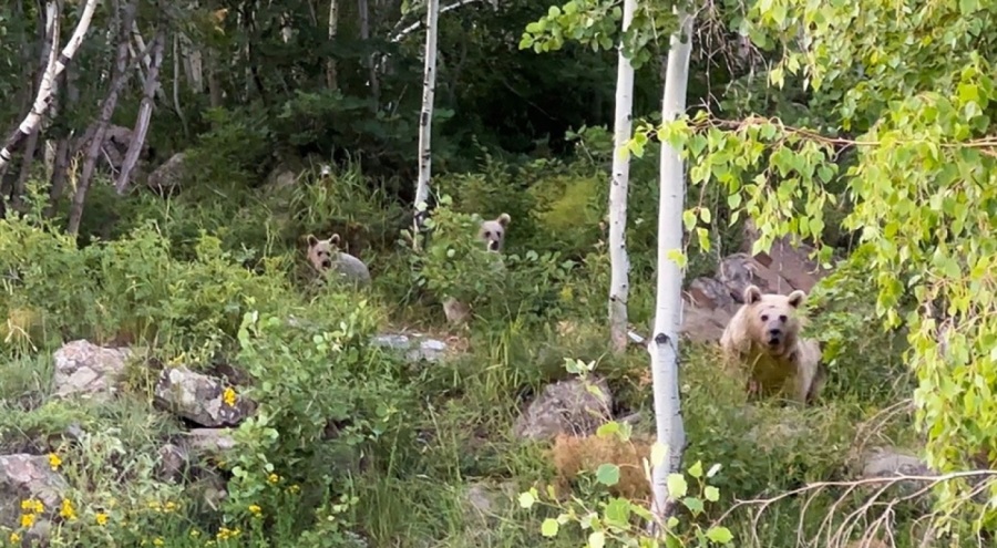 Piknikçilere ayı sürprizi: Alışkanlık haline gelmiş