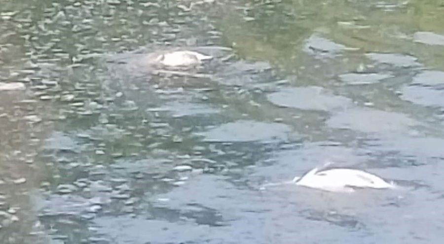 Su seviyesi düşen gölette oksijensiz kalan balıklar öldü