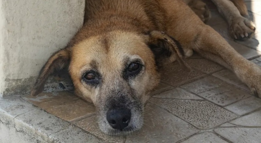 Tartışmalı yasa TBMM'den geçti! Sokak hayvanları öldürülecek mi?