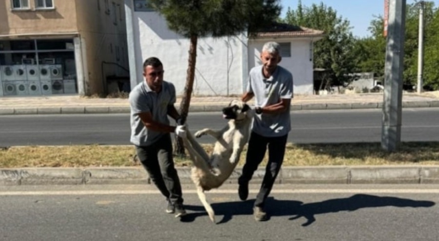 Bazı belediyeler sahipsiz sokak köpeklerini toplamaya başladı!