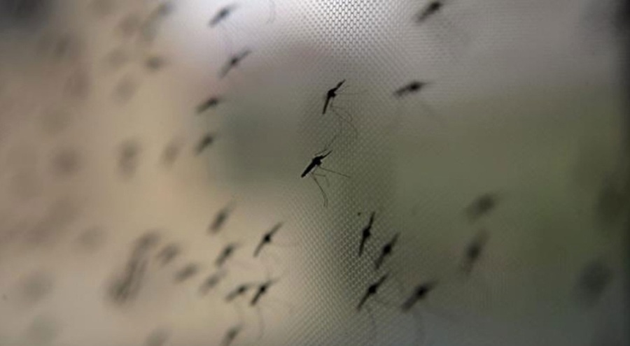 İsrail'de Batı Nil virüsü alarmı