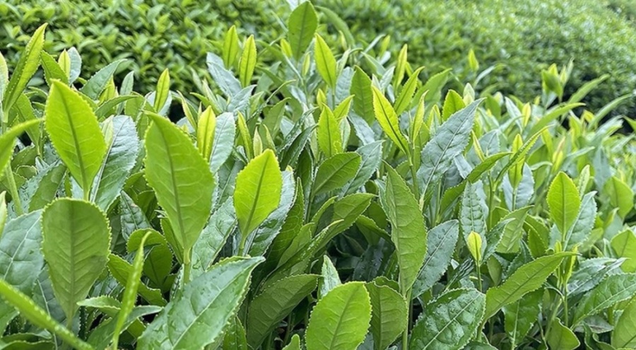 ÇAYKUR, üreticilere haziran ayı için ödeme yaptı