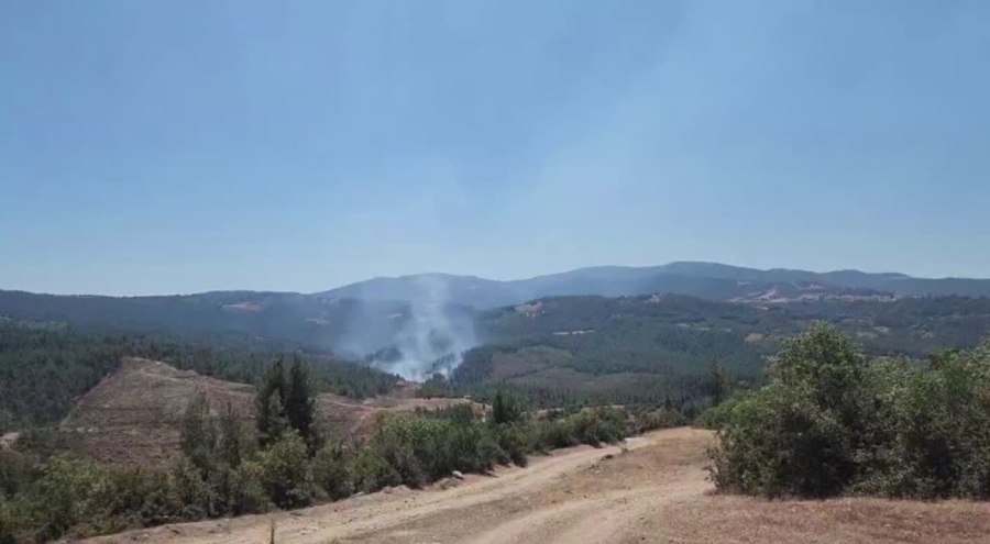 Bursa'da ormanlık alanda yangın!