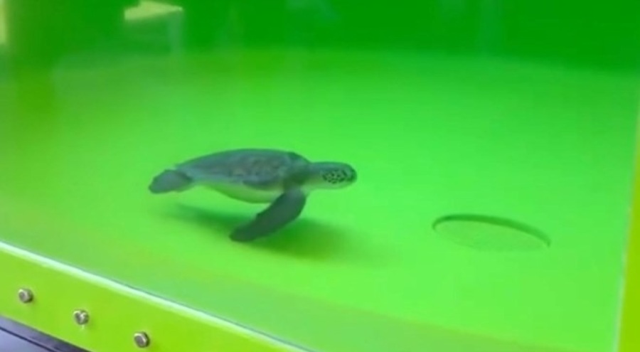 Denizlerdeki büyük tehlike! Caretta carettanın dışkısında 27 plastik atık bulundu